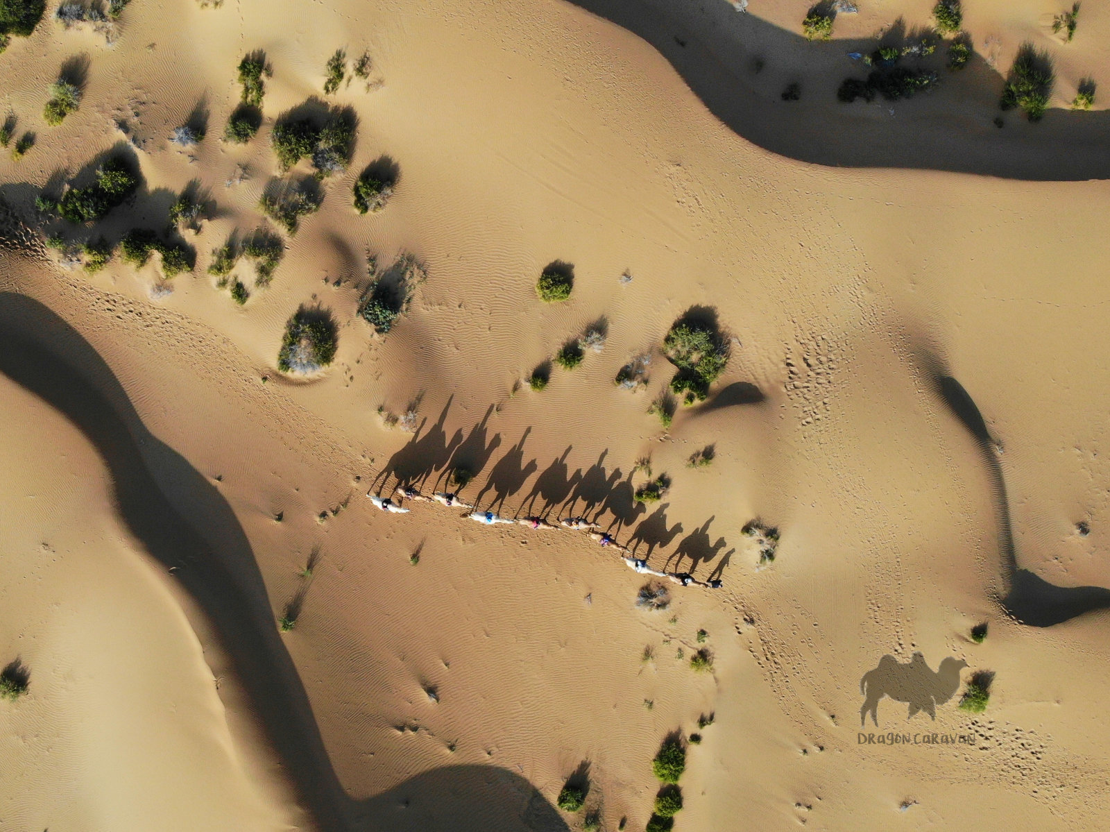 Shadows of a camel caravan crossing the Gobi Desert