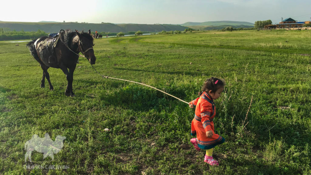 Horses on grassland